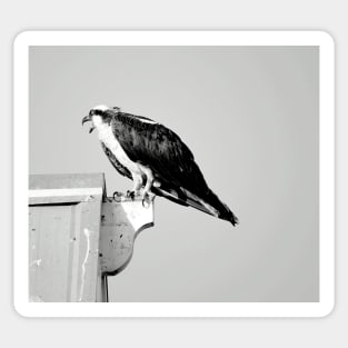 Squawking Osprey Sticker